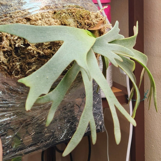 Platycerium willinkii "Bacteria" mounted sporeling